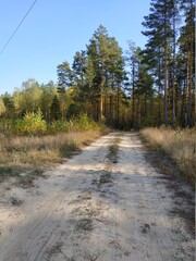 road in the forest