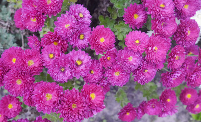 Beautiful pink chrysanthemums in the garden