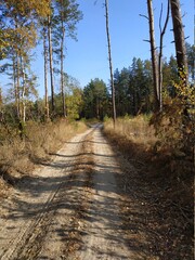 path in the woods