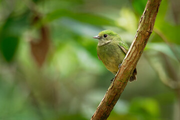 Blue-crowned manakin - Lepidothrix coronata bird in the Pipridae family. The males have a brilliant blue cap, found in Bolivia, Brazil, Colombia, Costa Rica, Ecuador, Panama, Peru, Venezuela