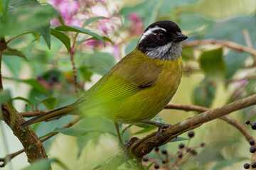 Sooty-capped Bush-tanager - Chlorospingus pileatus small passerine bird placed in Thraupidae, but closer to Arremonops, endemic resident breeder in Costa Rica and Panama