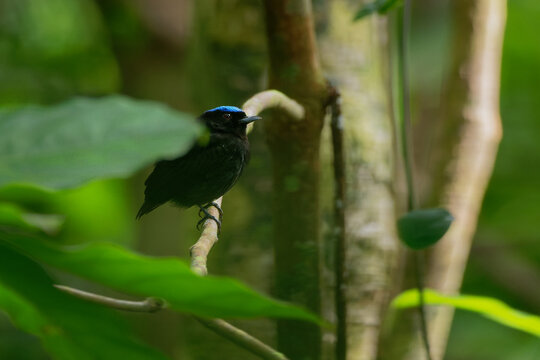 Blue-crowned Manakin - Lepidothrix Coronata Bird In The Pipridae Family. The Males Have A Brilliant Blue Cap, Found In Bolivia, Brazil, Colombia, Costa Rica, Ecuador, Panama, Peru, Venezuela