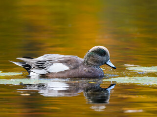 Male American Wigeon Swimming in Yellow Green WQater in Fall