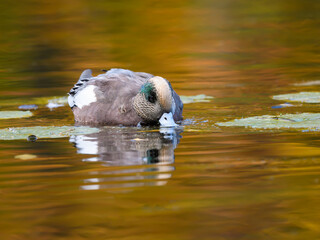 Fototapeta premium Male American Wigeon Foraging n Yellow Green Water n Fall