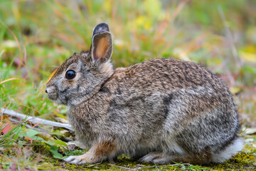 Eastern Cottontails Closeup Portrait in Fall