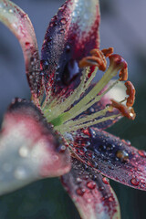 close up of a flower