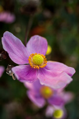 シュウメイギク（秋明菊）の花