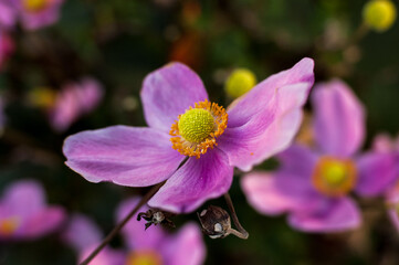 シュウメイギク（秋明菊）の花