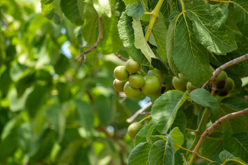 Pequi, Goiás, Brasil
