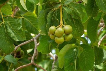Pequi, Goiás, Brasil