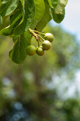 Pequi, Goiás, Brasil