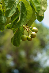 Pequi, Goiás, Brasil