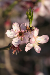 Fototapeta na wymiar Small branch with almond blossoms that herald the beginning of spring