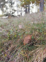 mushroom in the forest