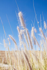 Dry grass spike in a golden field with a blue sky in the background