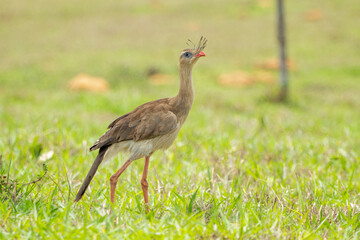 Seriema (Cariama cristata)