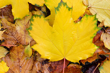 Close up and texture of wet colorful autumn leaves lying on the ground