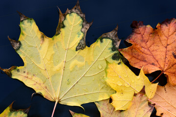 In autumn, a yellow maple leaf lies on the rear window of a car with drops of water