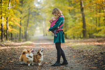 a woman carrying a baby in a baby carrer and walking with two welsh corgi pembroke dogs 