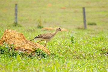 Seriema (Cariama cristata)