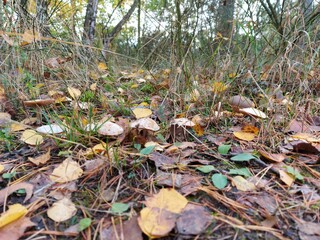 mushroom in the forest