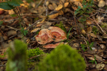 three red pine mushrooms