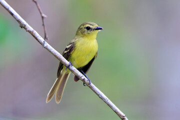 Yellow Tyrannulet (Capsiempis flaveola) perched on a branch under an unfocused background in green tones
