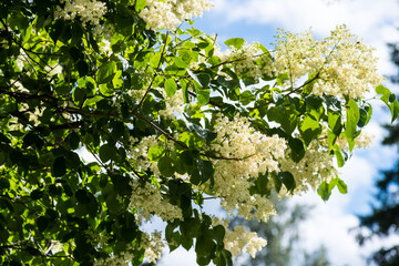 Japanese tree lilac, Syringa reticulata flowers and leaves in the summertime. Decorative tree or...