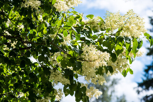 Japanese tree lilac, Syringa reticulata flowers and leaves in the summertime. Decorative tree or shrubs with white fragrant flowers