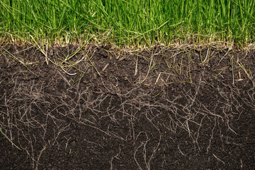 grass with roots and soil