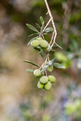 Green olive panicles in the branch