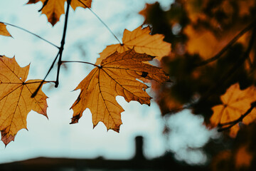 autumn maple leaves