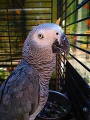 blue and yellow macaw