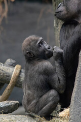 Silverback baby gorilla, endangered species, with mother. Brookfield Zoo, Illinois Great Ape exhibit