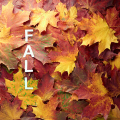 Colorful and bright - green, yellow, orange and red - autumn leaves background. Nature, fall season concept. Foliage. Outdoor. Copy space, flat lay, top view.