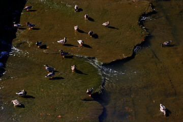 Ducks on the surface of a river