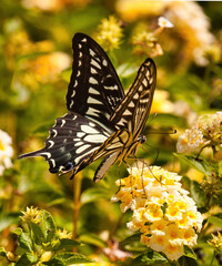 Close-up of an asian swallowtail butterfly feeding on a yellow flowered bush.