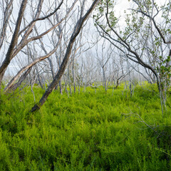 Fototapeta premium Pickleweed Covers the Ground Below Dried Trees