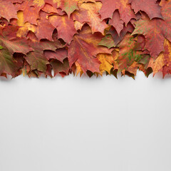 Border frame of colorful autumn leaves isolated on white background. Autumn, fall, thanksgiving day, nature concept. Flat lay, top view, copy space.