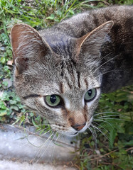 gato pardo de ojos verdes