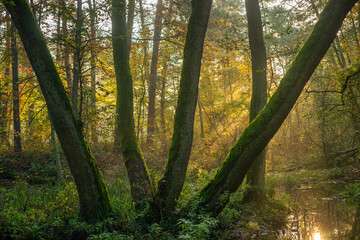 świt w lesie  jesienne drzewa mgła i światło © Piotr Szpakowski
