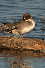 Northern Pintail Duck Male Quacking While Standing on a Log in the Pond