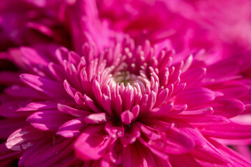 Background of pink Magenta chrysanthemum close-up with dewdrops. Beautiful bright chrysanthemums bloom in the autumn garden. Macro background of petals. Floral design. Full frame. Top view