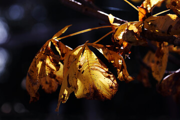 Leuchtendes Herbstlaub im Gegenlicht der Sonne an einem Baum