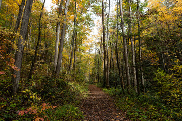 Obraz premium Hiking on the Appalachian Trail in the Great Smoky Mountains National Park in the Fall