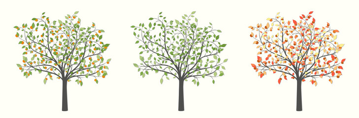 Drawing of a tree with green leaves and red fruit in three versions, autumn and summer