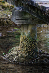 view on an old moss woodbridge column in water
