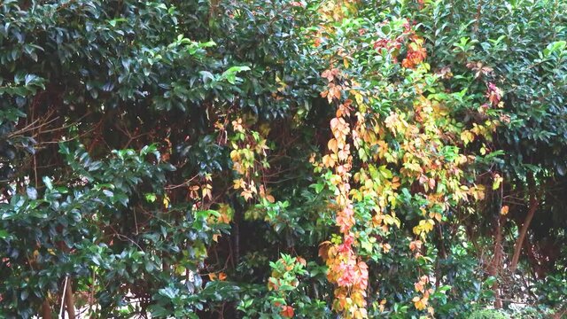 Foliage di autunno