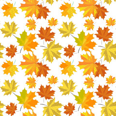 Pattern with maple leaves on white background