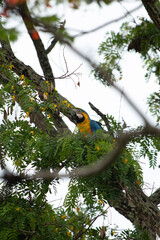 Arara-Canind&eacute;